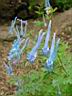 corydalis flexuosa blue panda 2.JPG